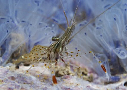 A cold water shrimp with blue ascidians behind.

Nikon ... by Cal Mero 
